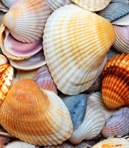 istock Shells of anadara at summer day 935122918