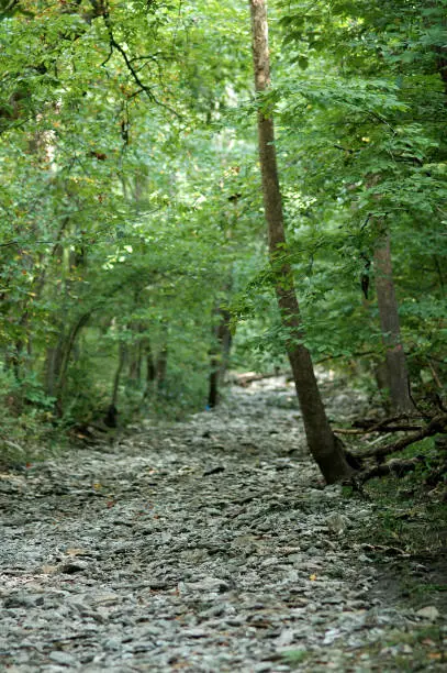 A dry creek bed cuts through the woods like a man-made trail.