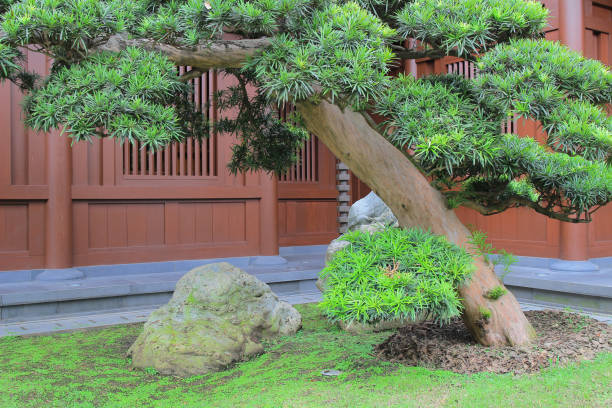 istock Leaning bonsai tree, Chi Lin Nunnery, Hong Kong 935130738