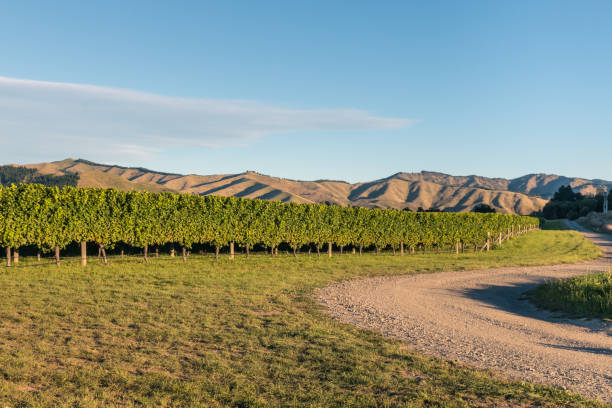 vigneti di wither hills nella regione di marlborough, nuova zelanda - marlborough region zealand new new zealand foto e immagini stock