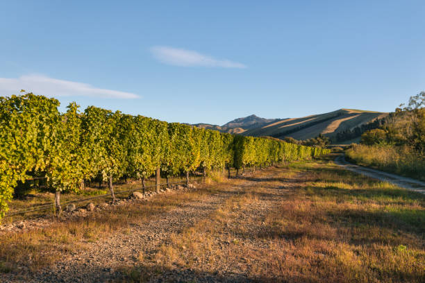 otoño paisaje de viñedos en la región de marlborough, nueva zelanda - marlborough region zealand new new zealand fotografías e imágenes de stock