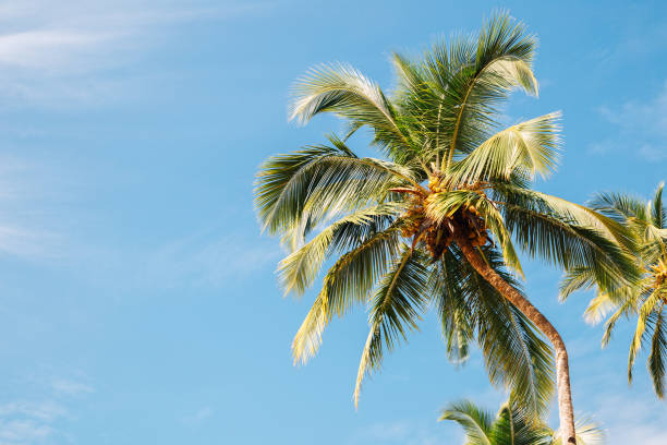 istock Palm trees under blue sky in Palolem beach, Goa, India 935133280