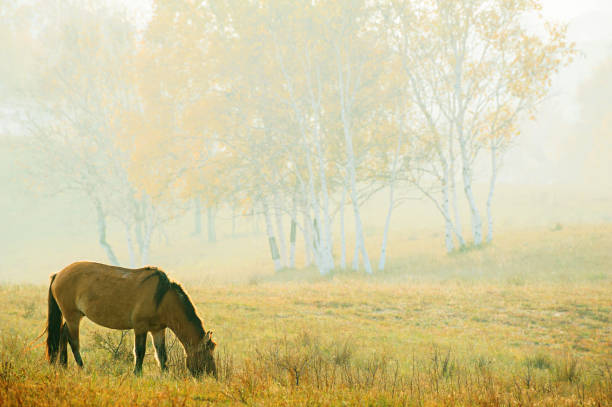 A lonely horse eat grass at the meadow