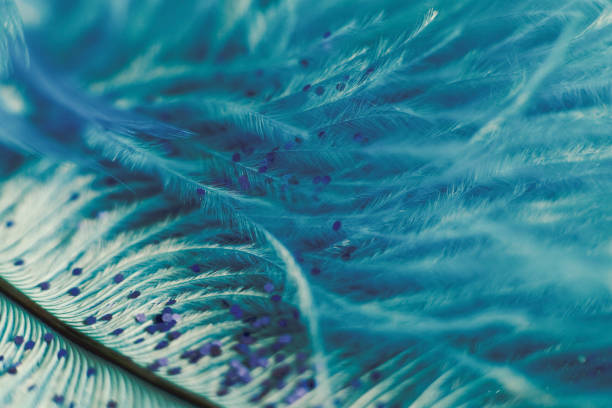 istock macro shot of feather and glitter 935133332