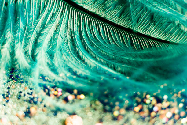 istock macro shot of feather and glitter 935133456