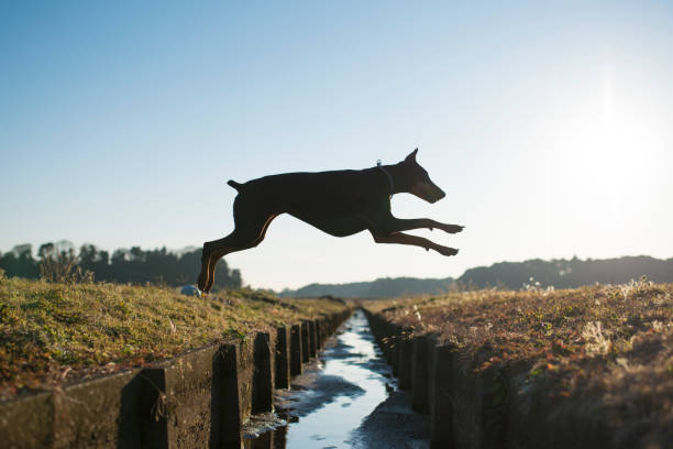 Portrait Of Brown Doberman Pinscher