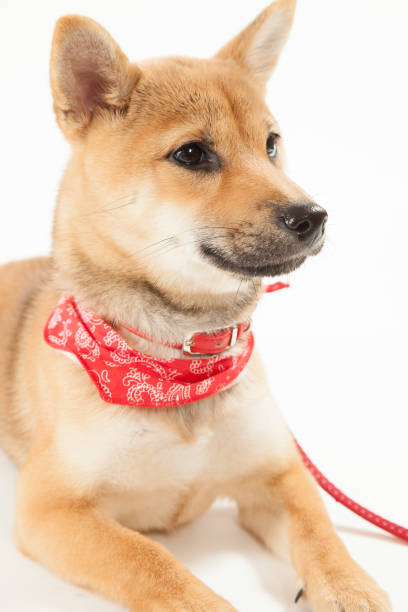 dog shiba shiba inu black and tan stock pictures, royalty-free photos & images