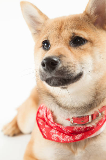 dog shiba shiba inu black and tan stock pictures, royalty-free photos & images