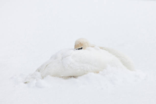 Cтоковое фото Лебедь в снегу