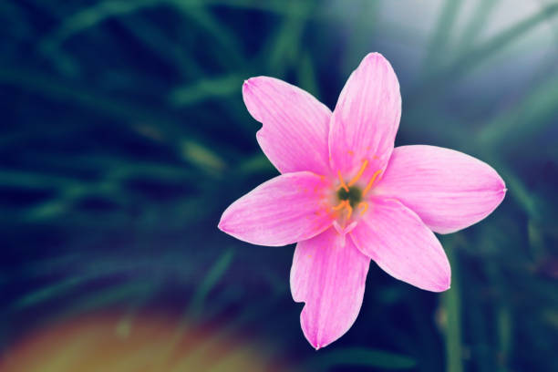 istock Beautiful pink flower blooming 935150778
