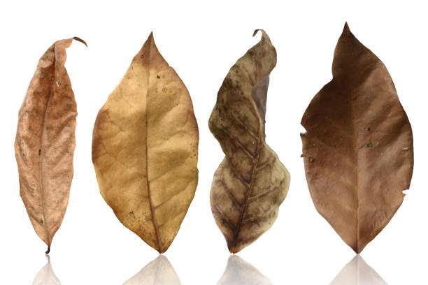 istock Set of tropical dry leaves 935151066