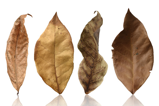 Set of tropical dry leaves isolated on white background.Clipping path.