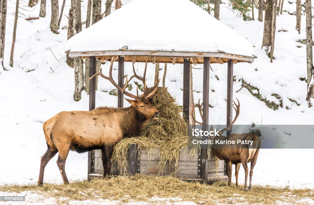Elk Eating Hay With a Youngster at Omega Park, Quebec, Canada Moose Stock Photo