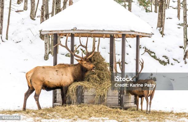 Elk Eating Hay With A Youngster At Omega Park Quebec Canada Stock Photo - Download Image Now