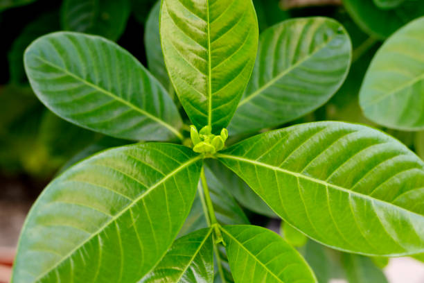 istock regeneration of leaves 935159082