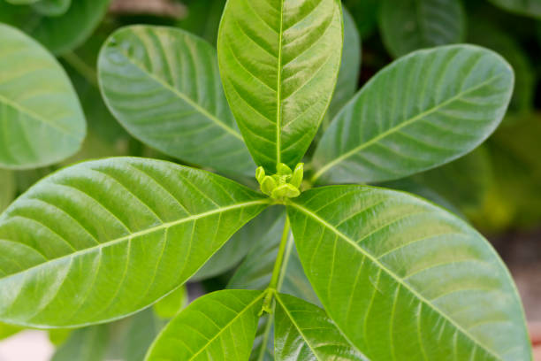 istock regeneration of leaves 935159286