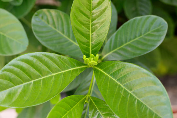 istock regeneration of leaves 935159438