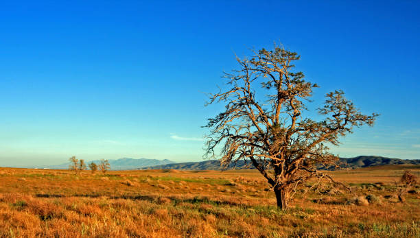 Lone Windblown Tree in the Antelope Valley in the high desert of Southern California USA near the Poppy Reserve in Lancaster CA stock photo