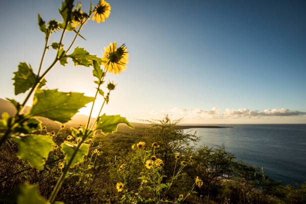 マウイ島のビーチで熱帯日の出。 - hawaii islands maui big island tropical climate ストックフォトと画像