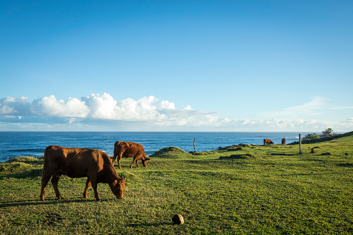 Cows browsing the field on sunny day near coastline in Maui.