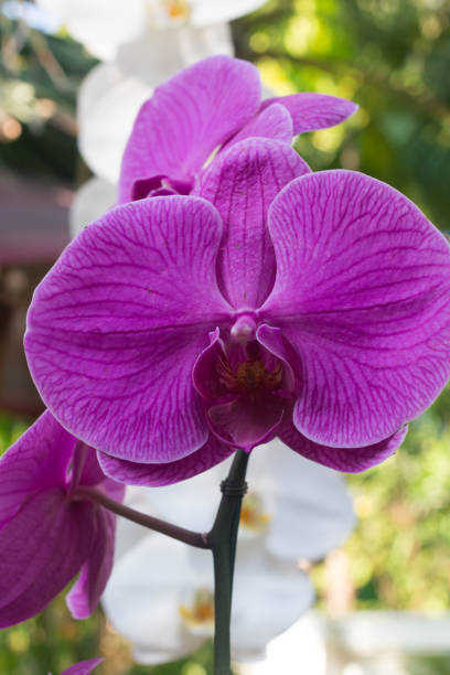istock Orchid Flower are blooming 935203624