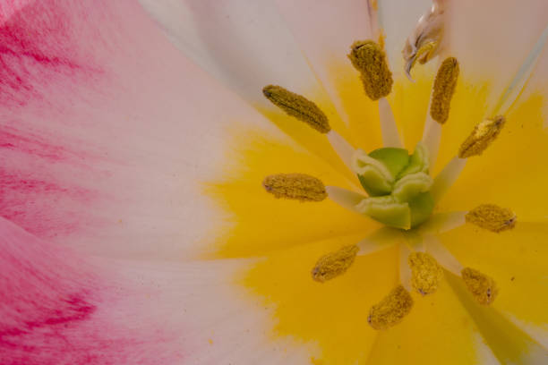 istock Tulip of beautiful pistil 935214714