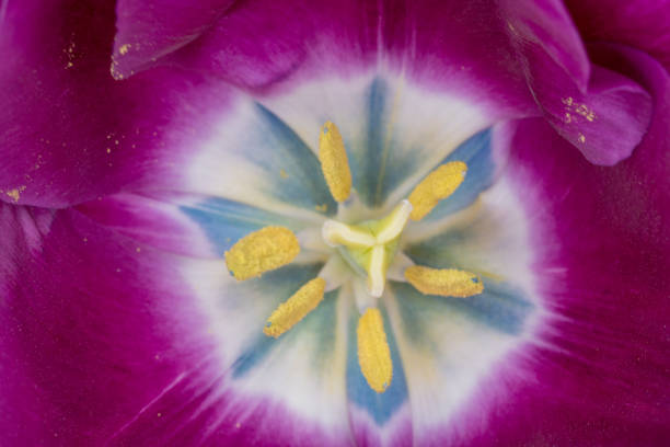istock Up of tulip flower 935214784