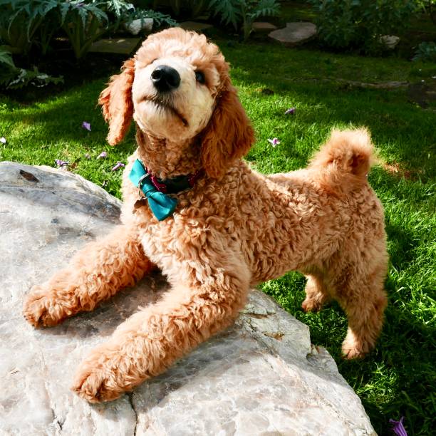 istock poodle puppy series/ st. patrick's day 935220920