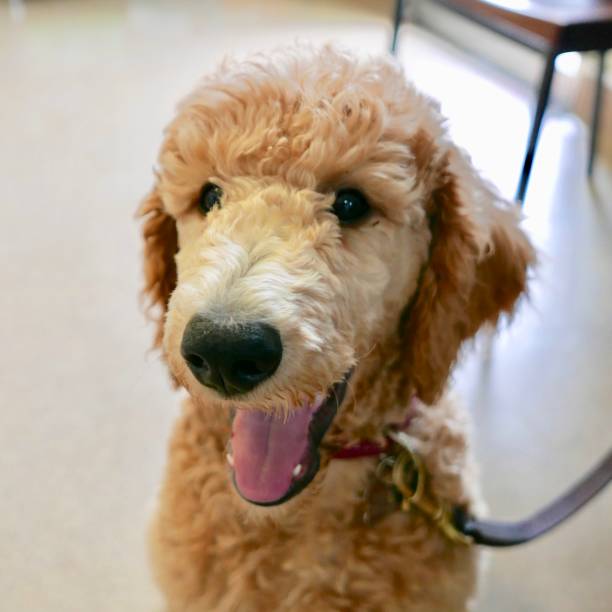 istock poodle puppy series/ st. patrick's day 935220922
