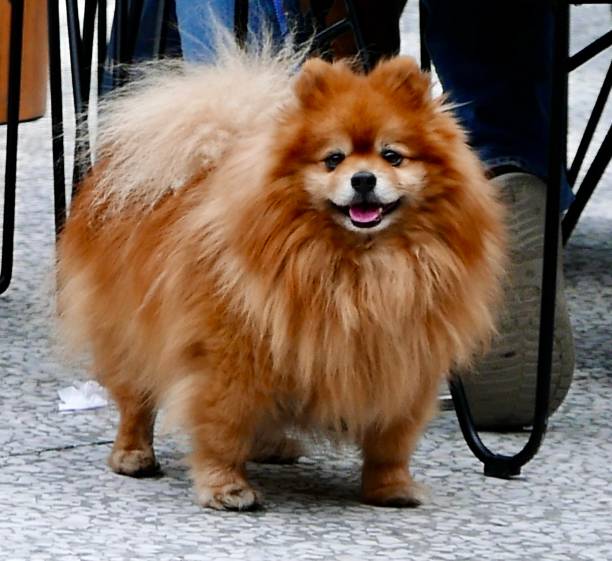 istock poodle puppy series/ st. patrick's day 935220942