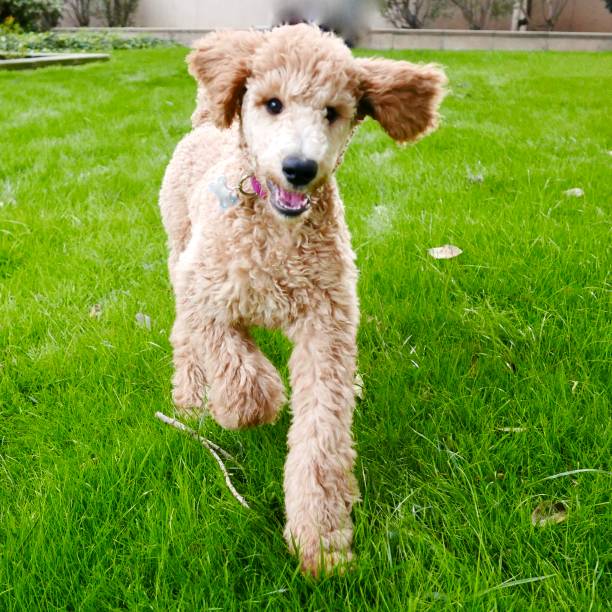 istock poodle puppy series/ st. patrick's day 935220952