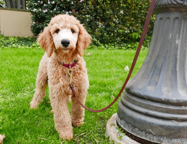 istock poodle puppy series/ st. patrick's day 935220958