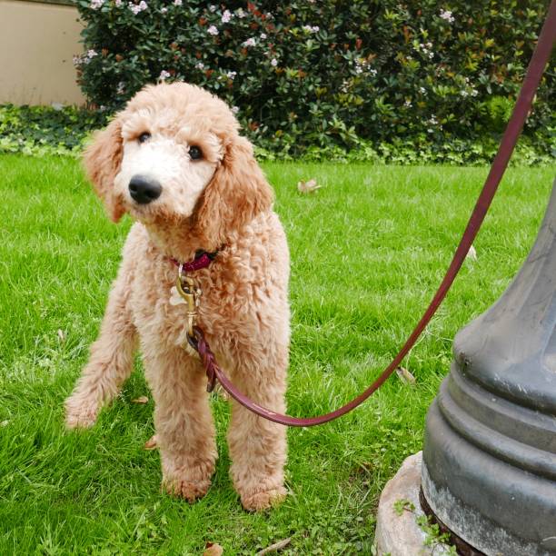 istock poodle puppy series/ st. patrick's day 935220970