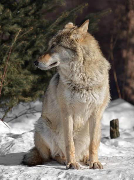 istock Eurasian wolf (Canis lupus lupus) sits on snow in cold winter 935223718