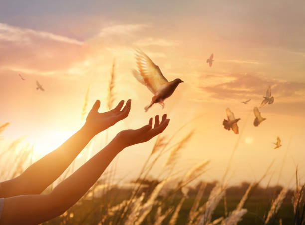 kobieta modląc się i wolny ptak cieszący się naturą na tle zachodu słońca, koncepcja nadziei - summer idyllic carefree expressing positivity zdjęcia i obrazy z banku zdjęć