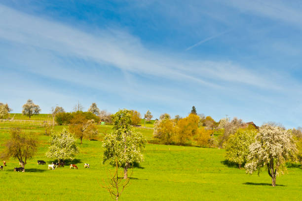 istock Cows, meadow and flowering trees in Switzerland 935231998