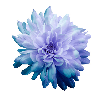 Chrysanthemum  blue-violet. Flower on  isolated  white background with clipping path without shadows. Close-up. For design. Nature.