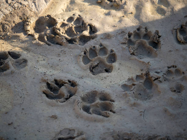 istock Pattern of paw prints in mud and shade 935232352