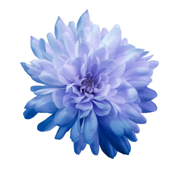 chrysantheme, die blaue blume auf isolierten weißen hintergrund mit beschneidungspfad ohne schatten. close-up. für das design. natur. - daisy family close up cut flowers cut out stock-fotos und bilder