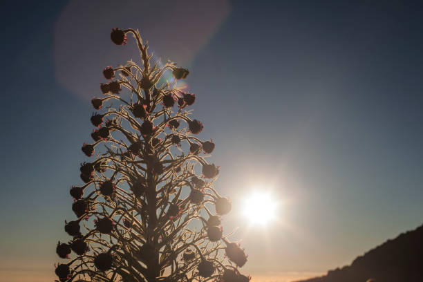 피 haleakala silversword - haleakala silversword 뉴스 사진 이미지