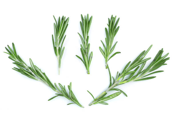 istock Fresh green rosemary isolated on a white background. Top view. Flat lay 935235292