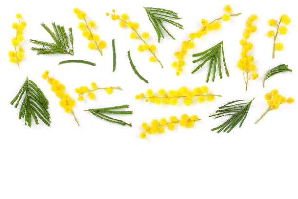 istock mimosa isolated on white background with copy space for your text. Top view 935235454
