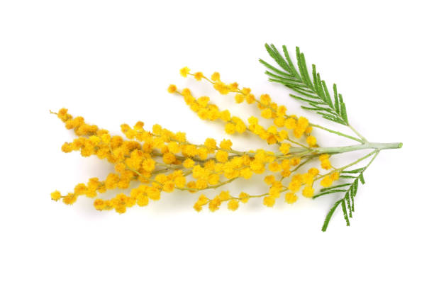 istock mimosa isolated on white background. Top view 935235470