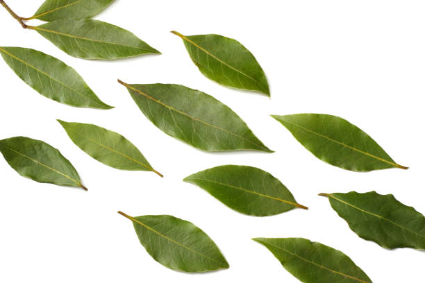istock Laurel leaves isolated on a white background top view 935238042