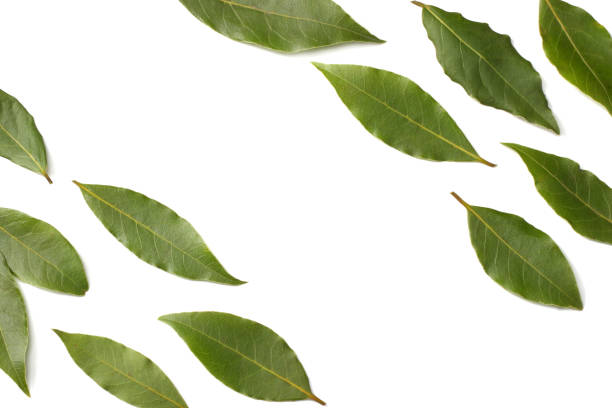 istock Laurel leaves isolated on a white background top view 935238058