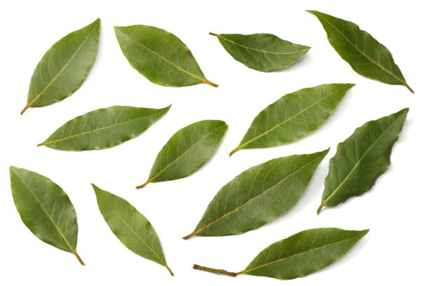 istock Laurel leaves isolated on a white background top view 935238072