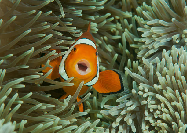 Singing ocellaris clownfish ( Aphiprion ocellaris ) among tentacles stock photo
