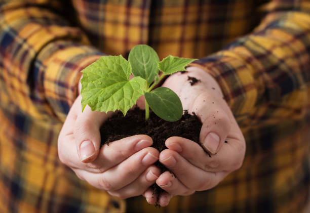 istock youn plant in hand 935241894