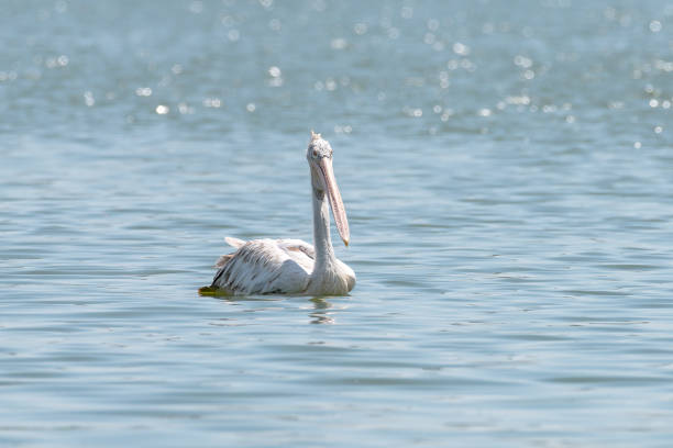istock spot billed pelican or grey pelican in Thailand 935242602