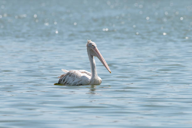istock spot billed pelican or grey pelican in Thailand 935244048